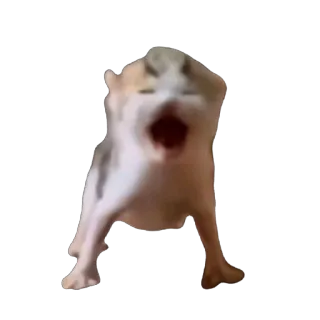 🫥 cat, screaming, meme, animal telegram sticker