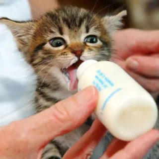 🐈 kitten, cat, animal, baby animal, feeding, bottle, milk telegram sticker