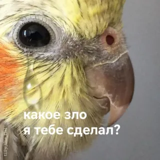 😢 какое зло я тебе сделал? นก, นกแก้ว, ร้องไห้, เศร้า, สัตว์ telegram sticker