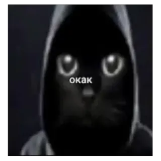 😶 окак gato, sudadera con capucha, meme, ruso, texto, animal telegram sticker