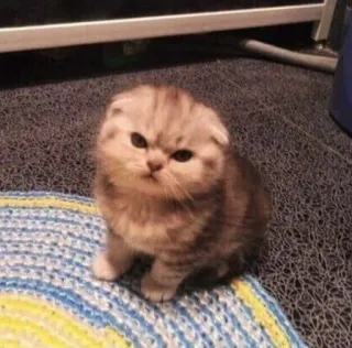 😡 kucing, anak kucing, hewan, hewan peliharaan, imut, Scottish Fold, felin telegram sticker