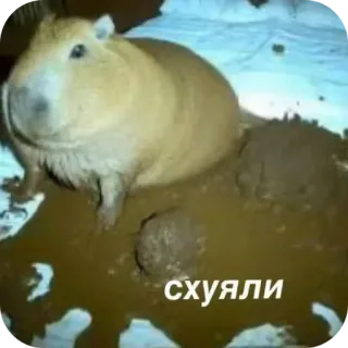 Больше стиков тут: @stikery4 telegram stickers