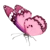 🦋
