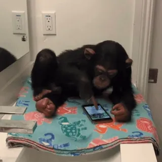 😃 chimpanzé, macaco, animal, smartphone, banheiro, fofo telegram sticker