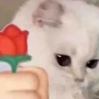🌹 cat, rose, sad, gift, pet, animal telegram sticker