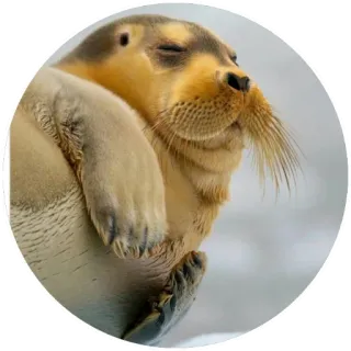 💤 foka, zwierzę, słodki, ssak, dzika przyroda telegram sticker