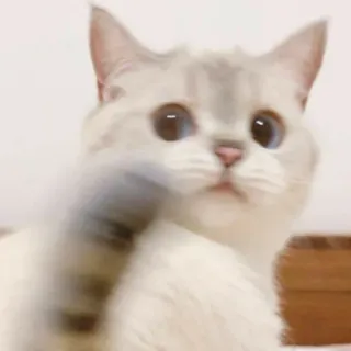 🐱 cat, cute, animal, pet, kitten telegram sticker