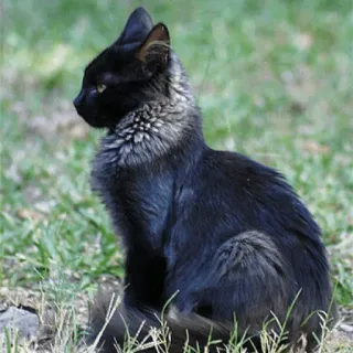🐈‍⬛️ gatto, gatto nero, animale, animale domestico, animale domestico, felino telegram sticker