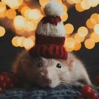 🐭 chuột, động vật, mũ, mùa đông, dễ thương, Giáng sinh, kỳ nghỉ, thú cưng telegram sticker