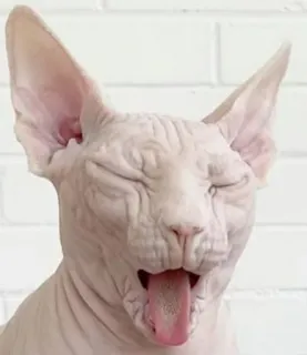 🤢 gatto, sphynx, senza pelo, animale domestico, animale telegram sticker