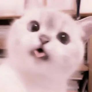 🗯 chat, animal, mème, mignon, animal de compagnie, drôle telegram sticker