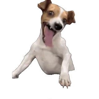😄 犬, 動物, 幸せ, ペット, 可愛い, 遊び好き whatsapp sticker