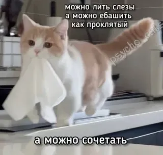 🥲 можно лить слезы
а можно ебашить
как проклятый
а можно сочетать kot, mem, śmieszne, zwierzę, rosyjski, motywacja telegram sticker
