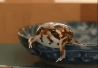 😊 frog, bowl, animal, amphibian telegram sticker