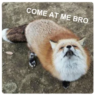 😤 COME AT ME BRO fox, animal, meme, come at me bro, humor, funny telegram sticker