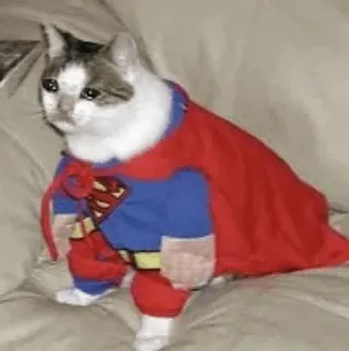 😭 Superman cat, superman, pet, costume, funny telegram sticker