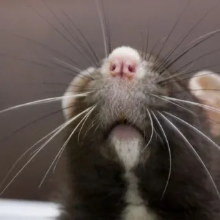 🐀 zwierzę, gryzoń, szczur, zwierzę domowe, słodki telegram sticker