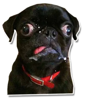 🤪 carlin, chien, animal, mignon, animal de compagnie telegram sticker
