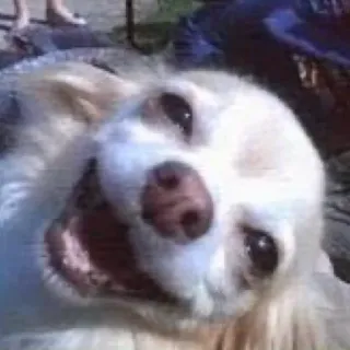🤩 Hund, Chihuahua, Haustier, Tier, lustig, Meme whatsapp sticker