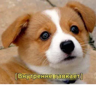 ☹️ [Внутренне гавкает] pies, szczeniak, słodki, mem, śmieszne, rosyjski telegram sticker