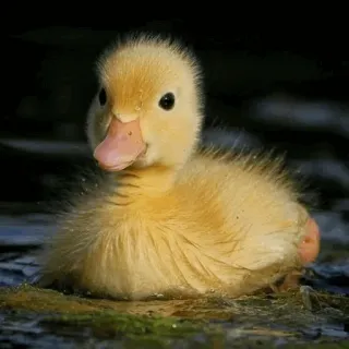 🦆 patozinho, filhote de pato, amarelo, fofo, pássaro, animal telegram sticker