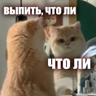 🍷 выпить, что ли
что ли cat, meme, russian, text, animal telegram sticker