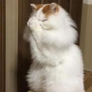 😾 猫, かわいい, 隠れる, 面白い, 飼い猫, ペット, ふわふわ telegram sticker