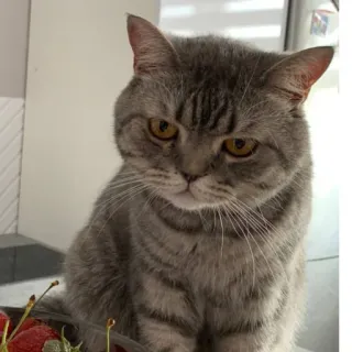 🐱 cat, animal, pet, cute, domestic, feline whatsapp sticker