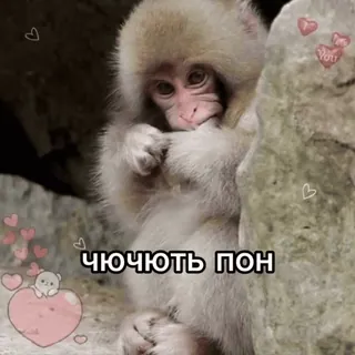 🦧 ЧЮЧЮТЬ ПОН monyet, hewan, lucu, stiker telegram sticker