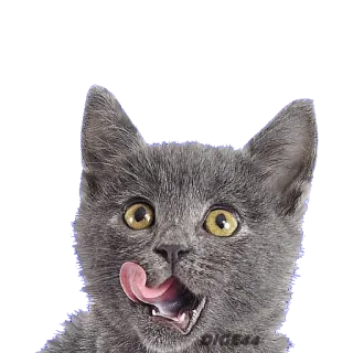 @STIKERFORALL CATSGATTIGATOS telegram stickers