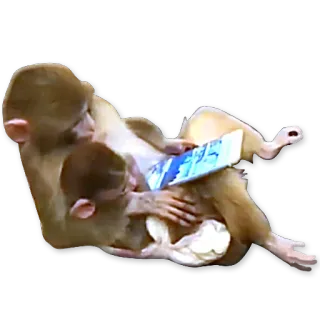 🐒 Affe, Lesen, Tier, Primaten, Buch, Menschenaffen whatsapp sticker