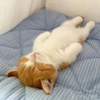 🌟 chat, dormir, mignon, animal, animal de compagnie, domestique, orange, détendu whatsapp sticker