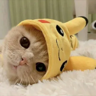 😺 Pikachu Pokemon chat, pikachu, pokemon, mignon, animal, animal de compagnie, cosplay, drôle telegram sticker