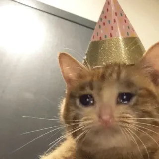 🥳 cat, sad, party hat, crying, meme whatsapp sticker