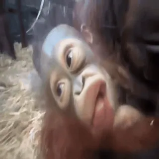 😛 orangutan, ape, animal, cute, mammal, wildlife whatsapp sticker