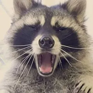 😆 mapache, animal, bostezando, lindo, mamífero telegram sticker