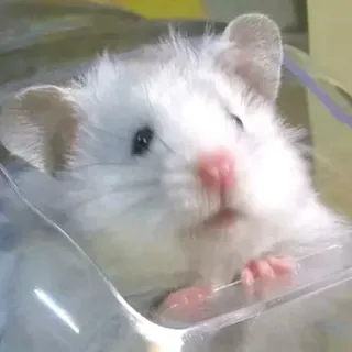 🙂 hamster, rongeur, mignon, animal, animal de compagnie, blanc telegram sticker