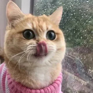 😋 猫, 動物, 可愛い, ペット, 茶トラ猫, 窓, セーター telegram sticker