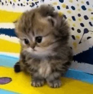 🍥 gatinho, gato, fofo, animal, animal de estimação telegram sticker