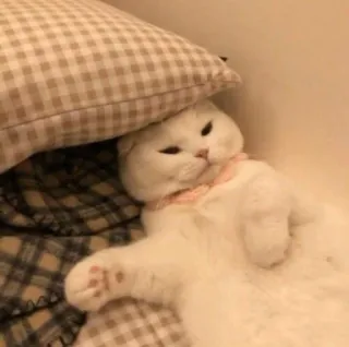 😴 kot, zwierzę, zwierzak, słodki, kociak, leniwy, biały kot telegram sticker