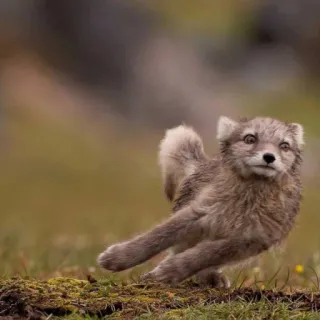 🏃 raposa-do-ártico, animal, vida selvagem, raposa, natureza, inverno, mamífero telegram sticker