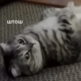 😐 ШТОШ cat, funny, cute, animal, russian, meme telegram sticker