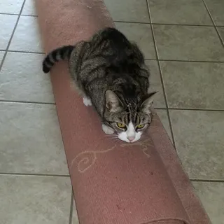 😼 Katze, Tier, Haustier, Katzenartig, Getigert, Säugetier, Hauskatze, Teppich whatsapp sticker