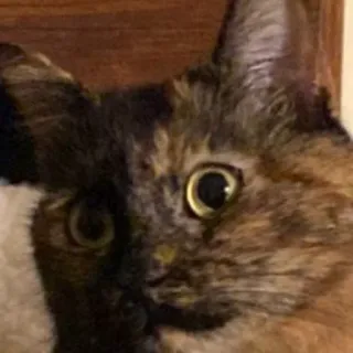 😼 chat, animal, animal de compagnie, chat domestique, félin, chat écaille de tortue telegram sticker