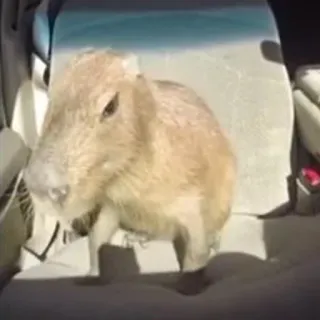 🚗 Capybara, Nagetier, Tier, Auto, Sitz, Süß, Haustier, Säugetier whatsapp sticker
