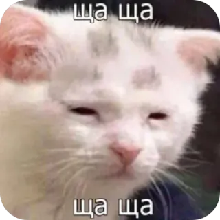 😑 ща ща chat, mème, animal, russe telegram sticker