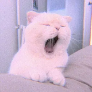 🍣 gatto, animale, sbadiglio, animale domestico, carino, gatto domestico telegram sticker