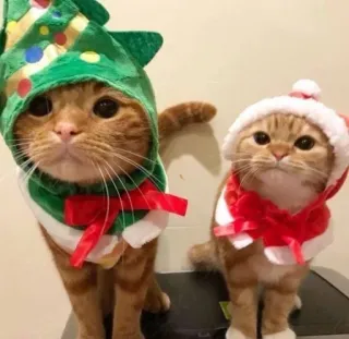 🤩 cat, christmas, holiday, cute, festive, animals, pets telegram sticker