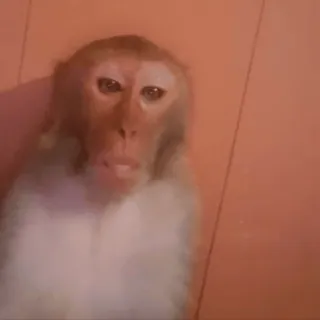 😨 обезьяна, животное, примат, млекопитающее, дикая природа telegram sticker