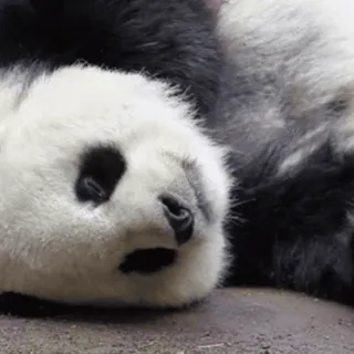 🐼 Panda, Binatang, Lucu, Beruang, Tidur whatsapp sticker